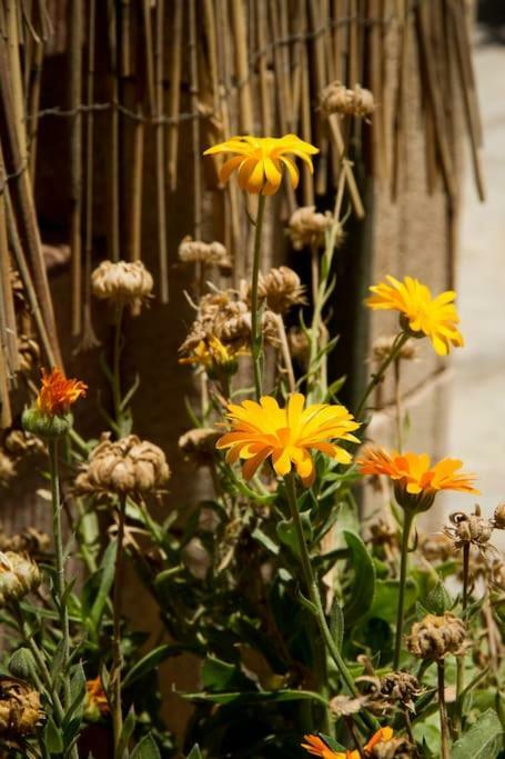 Appartamento Ierapetra Garden House Esterno foto